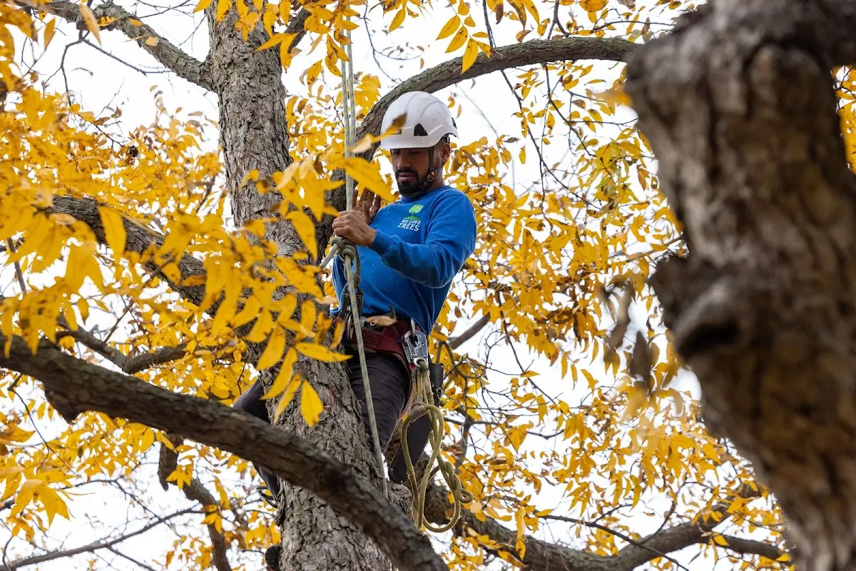Skilled Emergency Tree Service crew working in Bremen